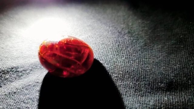 Γυναίκα ξέχασε βραστό αυγό μέσα σε ένα μικρό κουτί – Αυτό που αντίκρισε 20 χρόνια μετά την σόκαρε!