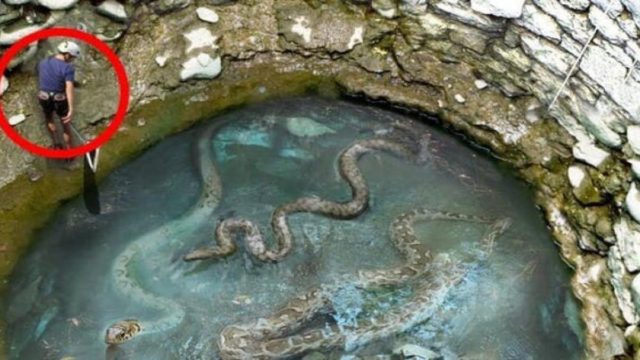 Εργάτης βρήκε μια γιγάντια φωλιά φιδιών – Σοκαρίστηκε όταν ανακάλυψε τι βρίσκετε πιο κάτω