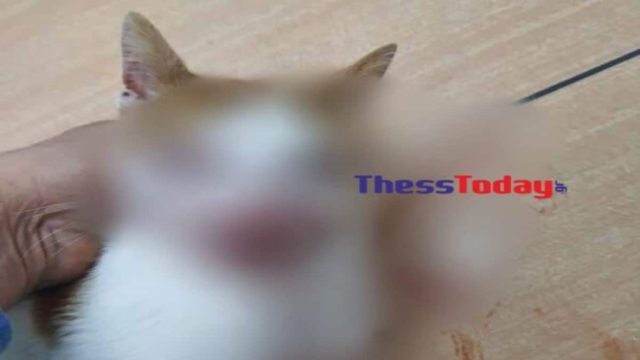 Κτηνωδία στη Θεσσαλονίκη: Kλώτσησε στο κεφάλι γατάκι που τον πλησίασε για να το χαϊδέψει – Το άφησε τυφλό (photos)
