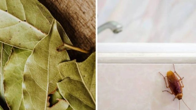 «Εξαφανιζόλ» οι κατσαρίδες με 3 φυσικά κόλπα – Δε θα τις ξαναδείτε στο σπίτι