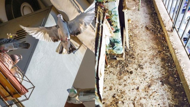 Κουτσουλιές στο μπαλκόνι: Το σπιτικό και δραστικό κόλπο για να καθαρίσετε τους λεκέδες των περιστεριών στο πι και φι