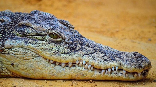 Εσύ το ήξερες; Οι κροκόδειλοι κοιμούνται με το ένα μάτι ανοιχτό