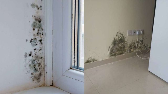 Έτσι θα πείτε «τέλος» στη μούχλα: Απίστευτο κόλπο για να εξαφανίσετε την υγρασία από το σπίτι σας!