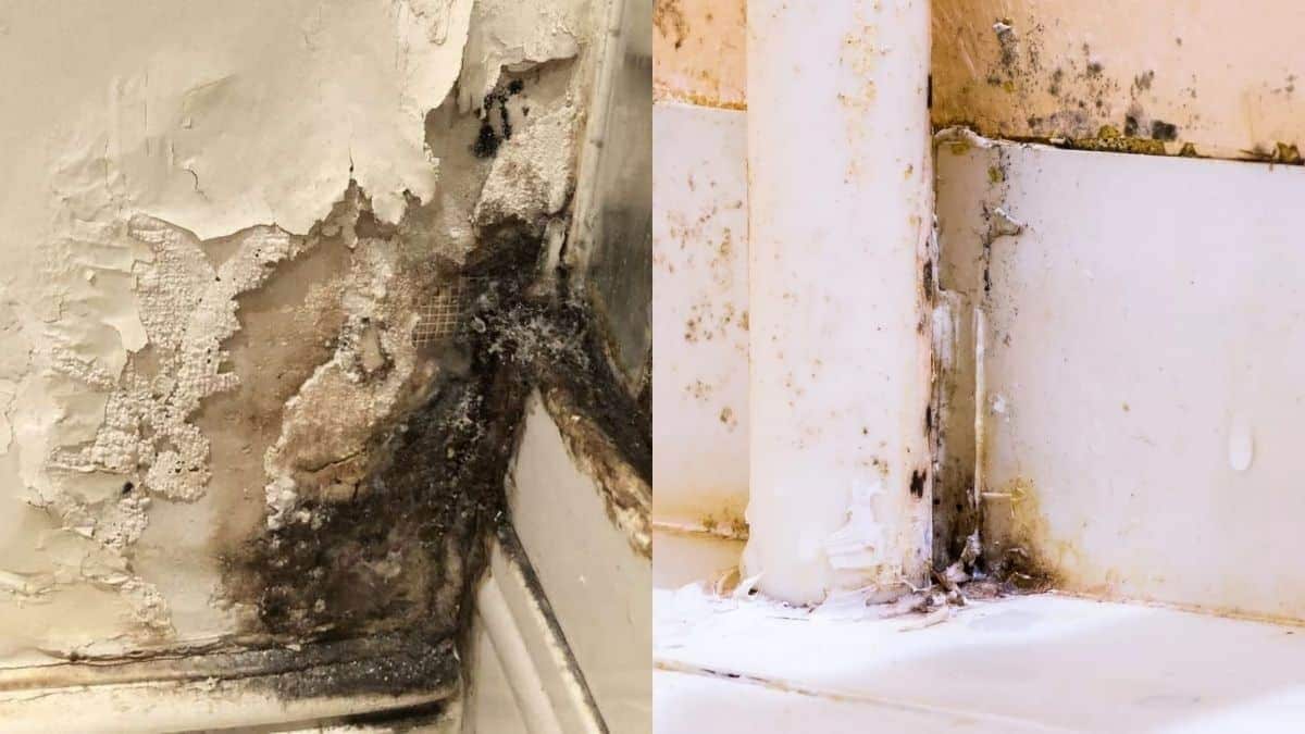 Αποτελειώστε τη μούχλα: Το οικονομικό μείγμα των 3 υλικών για το καθάρισμα της βεράντας