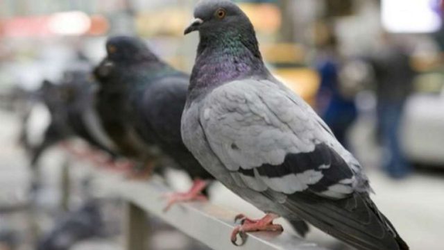 Το απόλυτο «εξαφανιζόλ»: Τα 5 κόλπα για να διώξετε τα περιστέρια από το μπαλκόνι σας