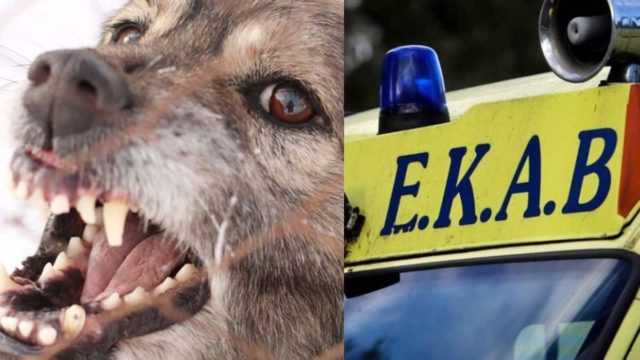 Εικόνες φρίκης στα Άνω Λιόσια: Αγέλη σκύλων κατασπάραξε 68χρονη – Συνελήφθη ο ιδιοκτήτης