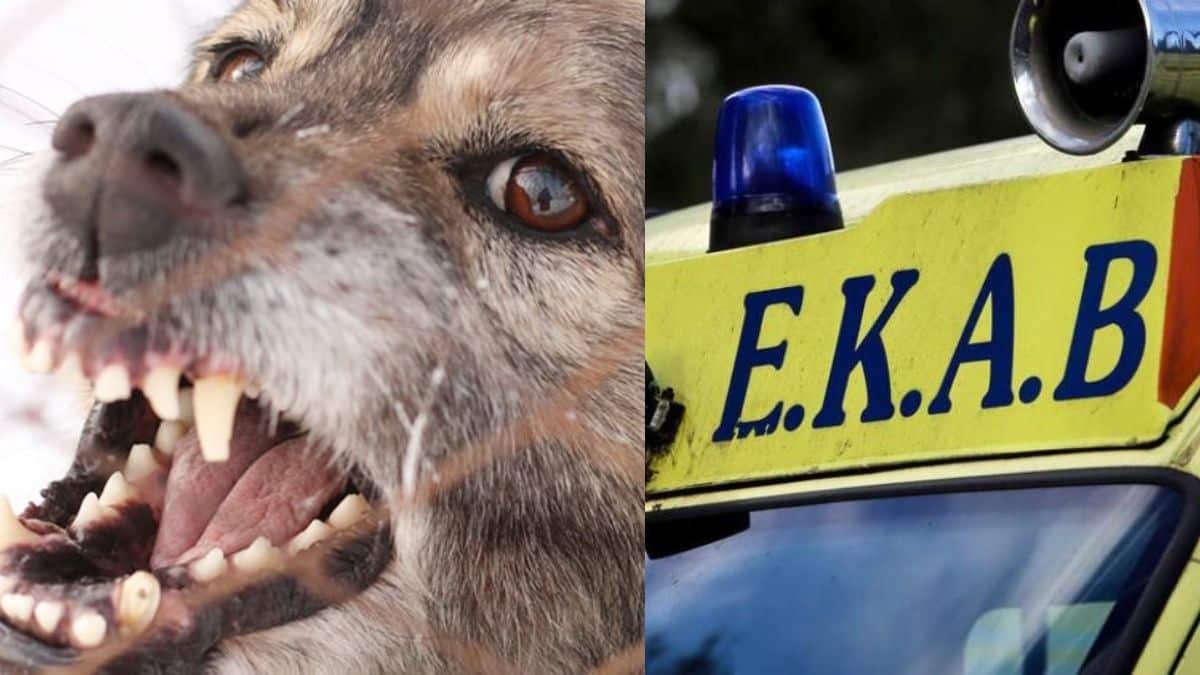 Εικόνες φρίκης στα Άνω Λιόσια: Αγέλη σκύλων κατασπάραξε 68χρονη – Συνελήφθη ο ιδιοκτήτης