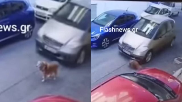Κτηνωδία στην Κρήτη: Οδηγός πατά εν ψυχρώ σκυλί με το αυτοκίνητό του (video)