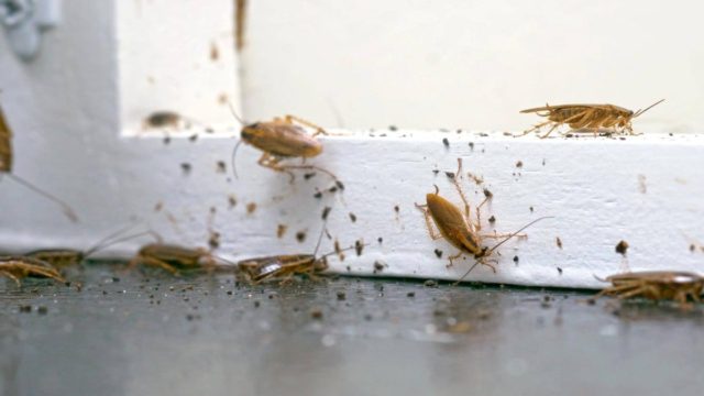 Οι «πύλες του εφιάλτη»: 10 σημεία από τα οποία μπαίνουν οι κατσαρίδες στο σπίτι