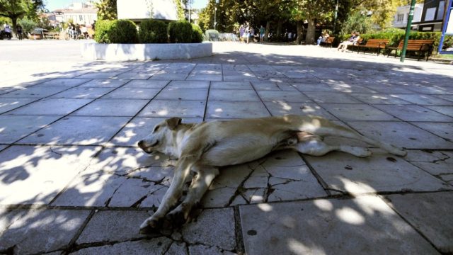 Φρίκη στο Κιλκίς: 27χρονος μαχαίρωσε μέχρι θανάτου αδέσποτο σκύλο – Το βαρύ πρόστιμο που του επιβλήθηκε