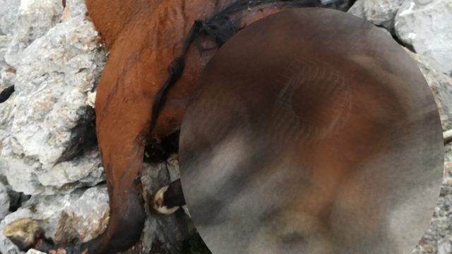 Φρίκη στην Πάρνηθα: Βρέθηκαν νεκρά άλογα σε γκρεμό (σκληρές εικόνες)