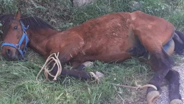 Ανατριχιαστικές εικόνες στη Τζια: Άλογο κρεμόταν εξαντλημένο σε πλαγιά – Τα πόδια του ήταν δεμένα