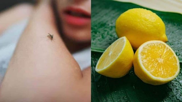 Από το κρεμμύδι μέχρι το λεμόνι: Οι 5 φυσικοί τρόποι να κρατήσετε τα κουνούπια μακριά σας όλο το καλοκαίρι