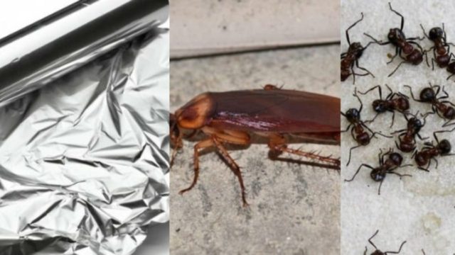 «Γιούρια» για κατσαρίδες και μυρμήγκια: Προστατέψτε τον χώρο σας από ανεπιθύμητους «επισκέπτες» με αλουμινόχαρτο και 1 ακόμα υλικό