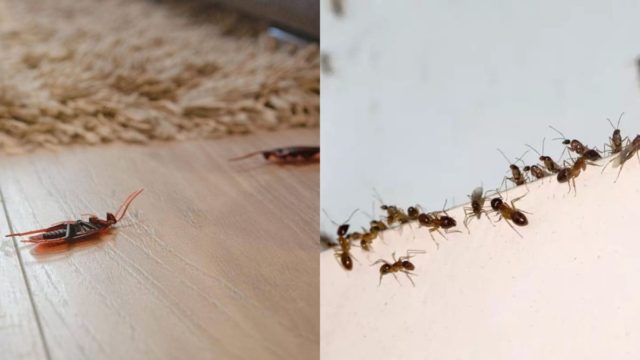 3+1 φυσικά κόλπα για να εξαφανίσετε τα εντόμα από το σπίτι στο πι και φι
