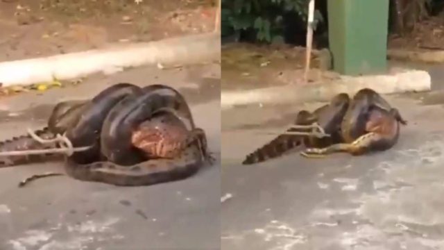 Φίδι κουλουριάστηκε γύρω από κροκόδειλο για να του σπάσει τα κόκαλα – Αυτό που συνέβη ξαφνικά… (video)