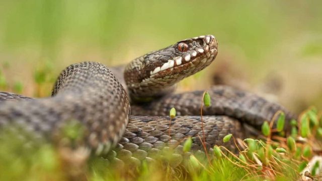 Θεσσαλονίκη: Μάχη για τη ζωή της δίνει η 39χρονη ερπετολόγος – Το δηλητηριώδες φίδι τη δάγκωσε μόλις πήγε να το βάλει στο κλουβί του