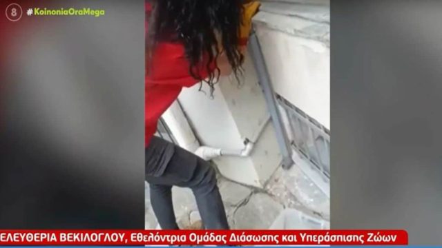 Τρόμος από φίδια στην Θεσσαλονίκη: Οχιά μπούκαρε σε σπίτι στο Πανόραμα!