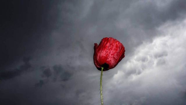 Η Φωτογραφία της Ημέρας: Η άνοιξη μέσα στο… φθινόπωρο!