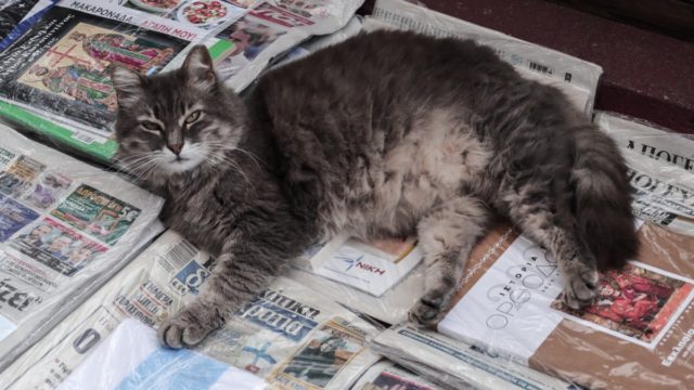Η φωτογραφία της ημέρας: Ο εκλογικός «πυρετός» δεν άφησε κανέναν ασυγκίνητο στη χώρα…