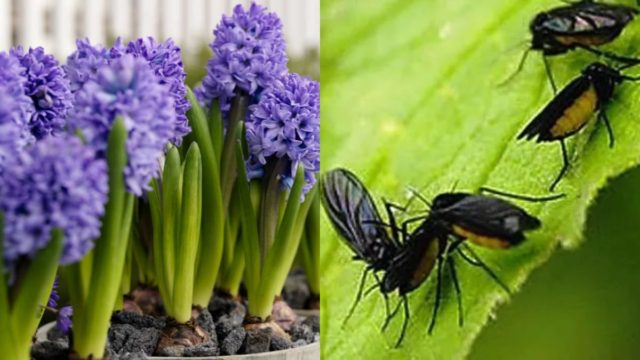 Έντομα στα φυτά: 2 απροσδόκητα φυσικά tips για να τα εξαφανίσετε αποτελεσματικά από τις γλάστρες