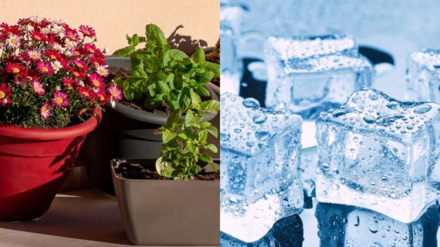 Έβαλε σε μια γλάστρα ένα παγάκι… Μια εβδομάδα αργότερα δε φαντάζεστε τι συνέβη με το φυτό (photo)