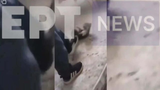 Σέρρες: Σοκαριστικό βίντεο κακοποίησης κουταβιών από μικρό παιδί – Τα πετάει στον αέρα και τους πατάει το κεφάλι