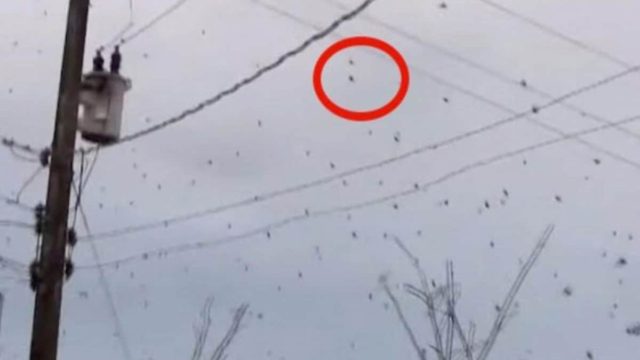 Αρχικά νόμιζε ότι είναι ένα σμήνος από μαύρα πουλιά αλλά μόλις έκανε ζουμ η κάμερα, “πάγωσε” (Video)