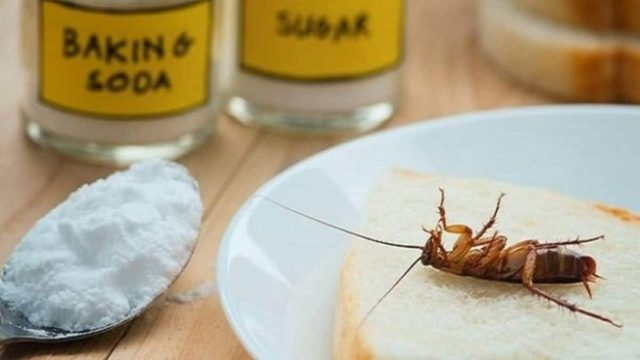 6 τρόποι να εξαφανίσεις τις κατσαρίδες από το σπίτι σου – Το τρομερό κόλπο με την μαγειρική σόδα
