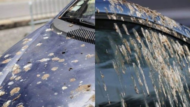 Κουτσουλιές από περιστέρια στο αυτοκίνητο: «Πολεμήστε» τις δραστικά με 6 θαυματουργά κόλπα