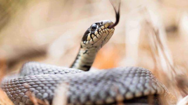 Πανικός στη Λαμία: Φίδι έκανε βόλτες στην πλατεία Πάρκου (photo)