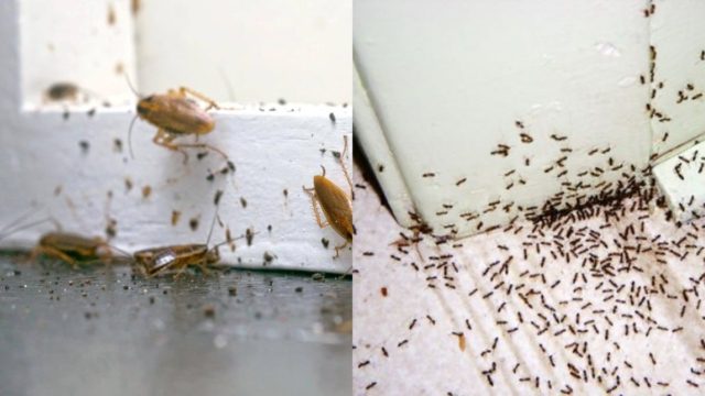 «Επιδρομή» από μυρμήγκια και κατσαρίδες; 11 φυσικά εντομοκτόνα για να τα εξαφανίσετε από προσώπου γης
