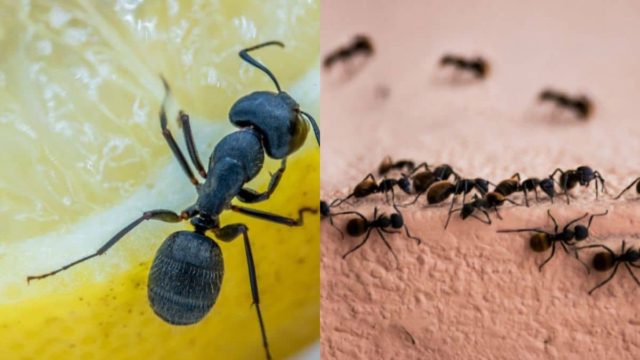 Μυρμήγκια… ποτέ ξανά στο σπίτι σας! Απλά tips που θα σας λύσουν τα χέρια