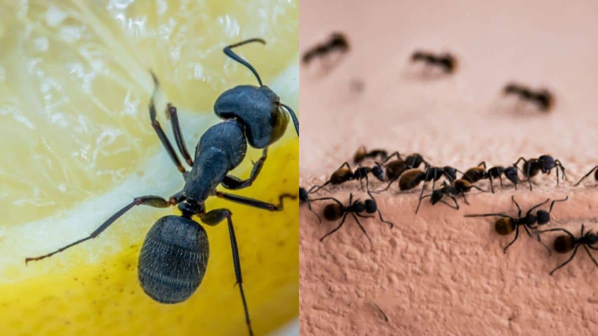 Μυρμήγκια… ποτέ ξανά στο σπίτι σας! Απλά tips που θα σας λύσουν τα χέρια