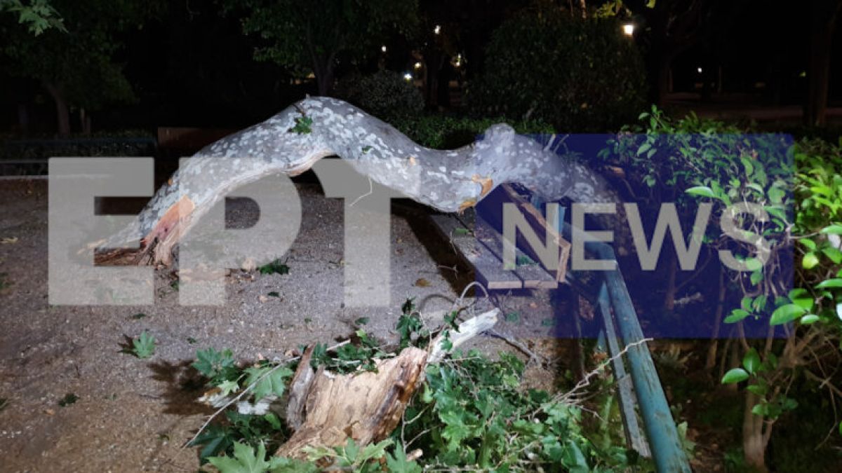 Παρολίγο τραγωδία στο Ζάππειο: Κλαδί καταπλάκωσε τρεις τουρίστες (photo)