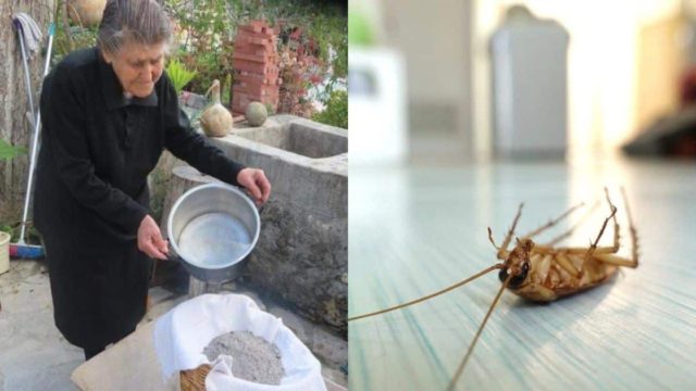 «Τεζάρει» τις κατσαρίδες: Το μείγμα των 2 υλικών που φέρνει οριστική λήξη στο πρόβλημα