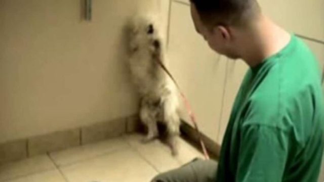 Πήγαν σκύλο για ευθανασία αλλά αυτός ο άντρας τους σταμάτησε την τελευταία στιγμή – Προσέξτε τώρα πως αντιδράει (Video)