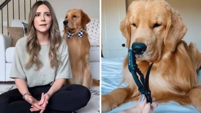 Ο πιο ακριβοπληρωμένος σκύλος – influencer: Δε φαντάζεστε πόσα χρήματα κερδίζει το χρόνο!