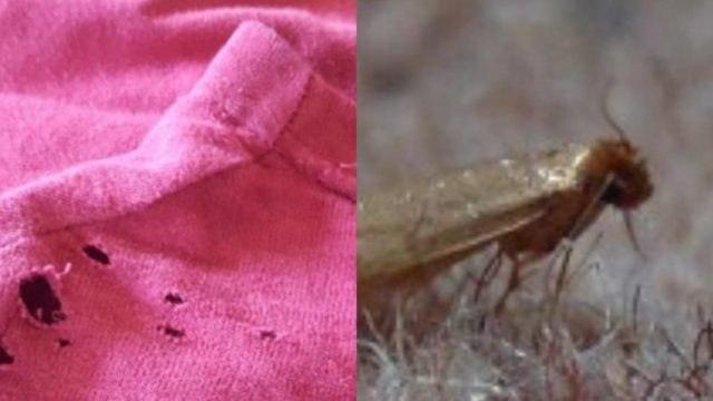 Φυσικό αντισκορικό: Έτσι θα κρατήσετε το σκόρο μακριά από την ντουλάπα και τα ρούχα σας