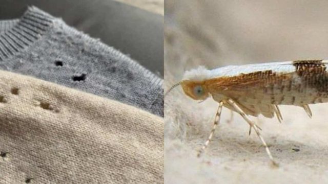 Κανέλα η “θαυματουργή”: Έτσι θα κρατήσετε τον σκόρο μακριά από την ντουλάπα και τα ρούχα σας