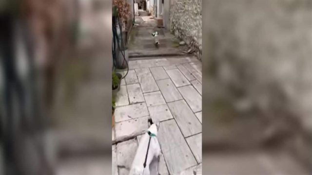 Γλάρος κλέβει… κρουασάν και γαριδάκια από περίπτερο και τον καταδιώκει σκύλος (Video)