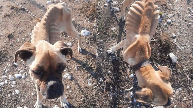 Σκέτη φρίκη στην Ηλεία: Σκυλάκι βρέθηκε δεμένο και αποστεωμένο – Δίνει μάχη με την ζωή του