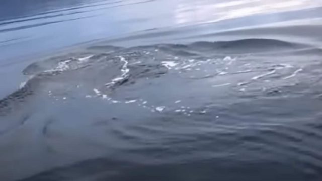 Απολάμβαναν τη βαρκάδα τους όταν ξαφνικά η θάλασσα άρχισε να αγριεύει – Μόλις συνειδητοποίησαν τι συνέβαινε ήταν ήδη αργά (Video)