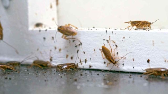 Δεν τρώγεται μόνο: Το τρόφιμο που εξαφανίζει κατσαρίδες και μυρμήγκια σε χρόνο «μηδέν»