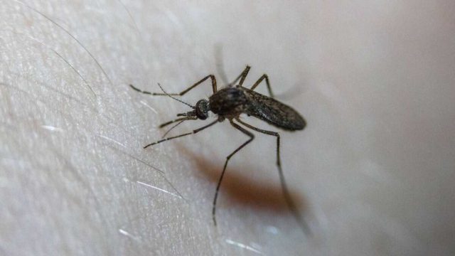 Τσιμπήματα κουνουπιών: Το τρικ με το άγνωστο υλικό που σταματάει τη φαγούρα σε χρόνο dt