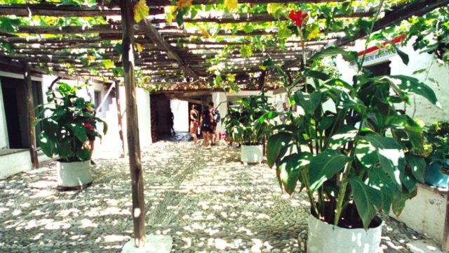 Κατάλληλο για όλα τα φυτά: Φυσικό λίπασμα με 3 υλικά που υπάρχουν σε κάθε κουζίνα – Οι γλάστρες σας θα «απογειωθούν»