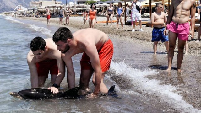 «Ήταν σαν μωρό»: Η συγκινητική στιγμή που το μικρό δελφινάκι στην Κόρινθο περιμένει να το διασώσουν