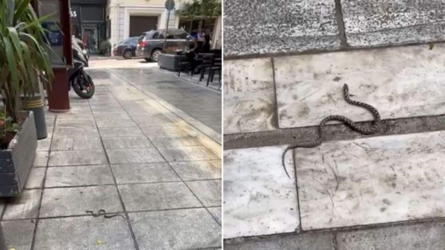 Φίδι κόβει βόλτες στο Κολωνάκι! (video)