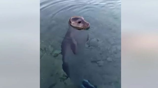 Το πιο «γλυκό» βίντεο: Viral το παιχνίδι ενός αξιολάτρευτου μωρού φώκιας με κολυμβητή στην Αλόννησο
