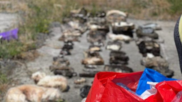 Κτηνωδία μεγατόνων: 75 νεκρές γάτες και 3 σκύλοι βρέθηκαν σε καταψύκτες μέσα σε σπίτι (Σκληρές εικόνες)